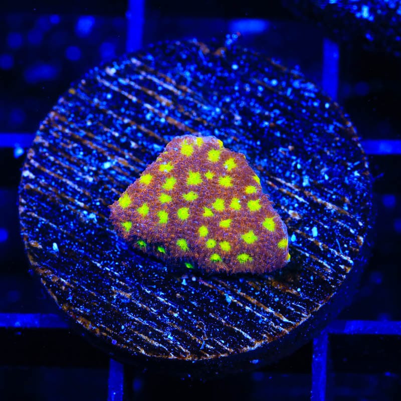 TSA Sweet Treat Psammocora Coral