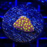 TSA Sweet Treat Psammocora Coral