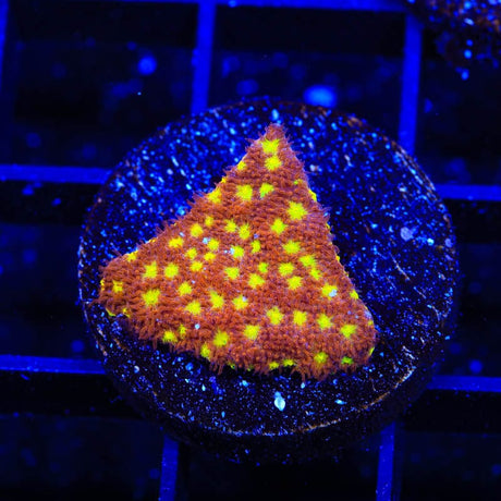 TSA Sweet Treat Psammocora Coral