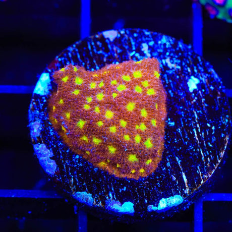 TSA Sweet Treat Psammocora Coral