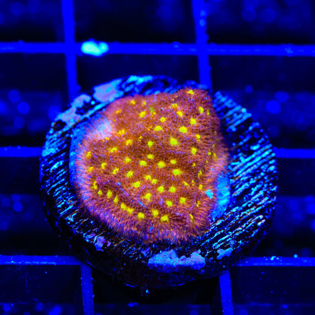 TSA Sweet Treat Psammocora Coral