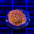 TSA Sweet Treat Psammocora Coral