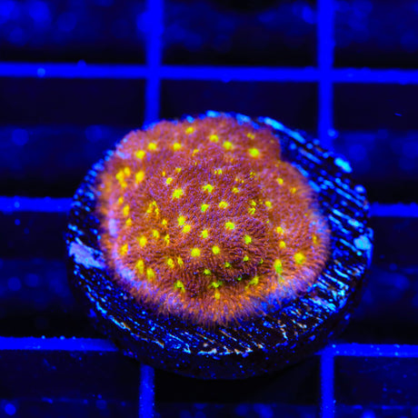 TSA Sweet Treat Psammocora Coral