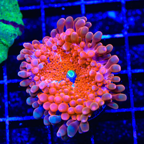 TSA Sweet Yuma XL Frag Coral