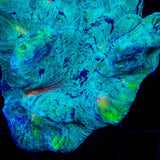 TSA T Virus Pectinia Coral