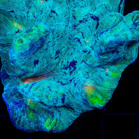 TSA T Virus Pectinia Coral