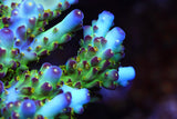 TSA Taj Mahal Acropora Coral