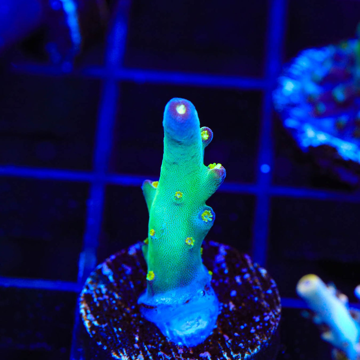 TSA Taj Mahal Acropora Coral