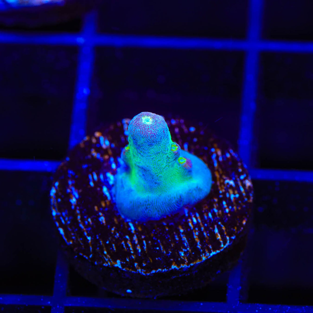 TSA Taj Mahal Acropora Coral