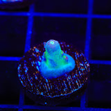 TSA Taj Mahal Acropora Coral
