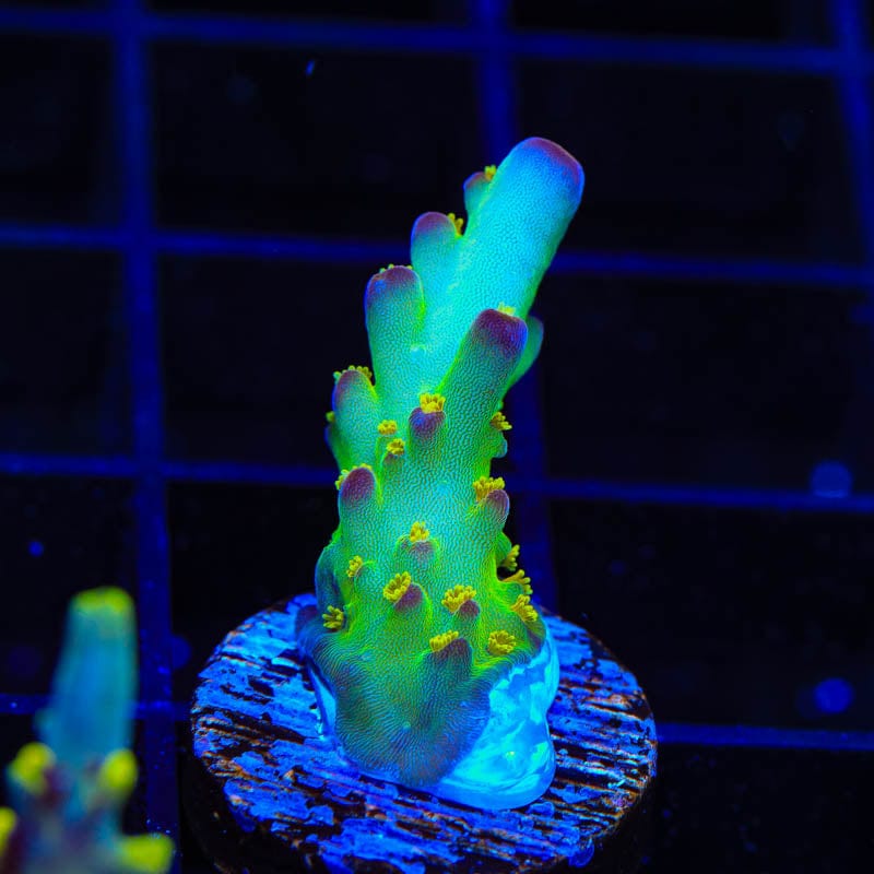 TSA Taj Mahal Acropora Coral