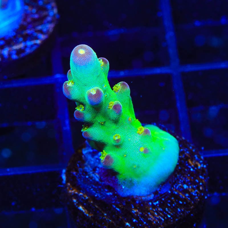 TSA Taj Mahal Acropora Coral