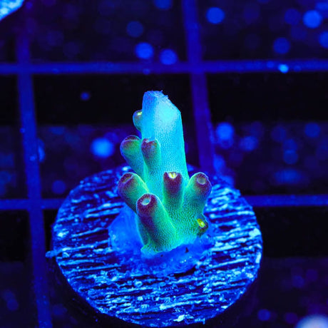 TSA Taj Mahal Acropora Coral