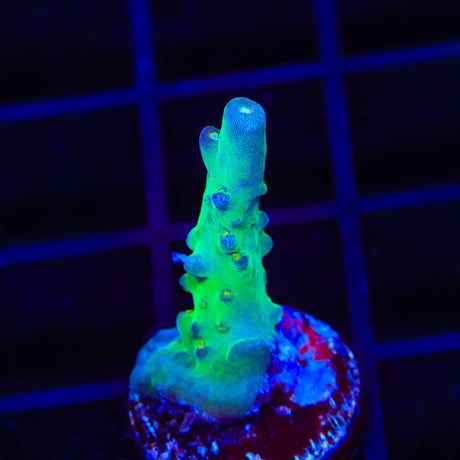 TSA Taj Mahal Acropora Coral