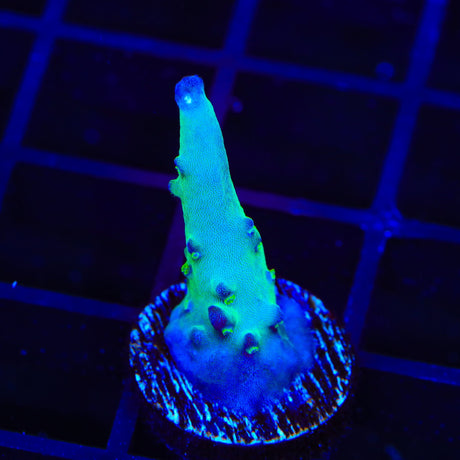 TSA Taj Mahal Acropora Coral