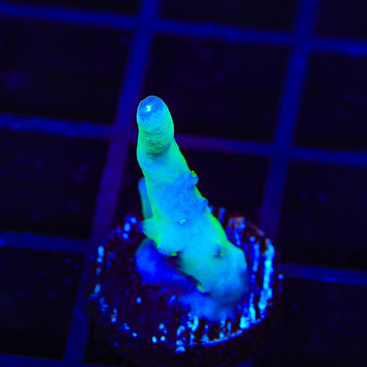 TSA Taj Mahal Acropora Coral