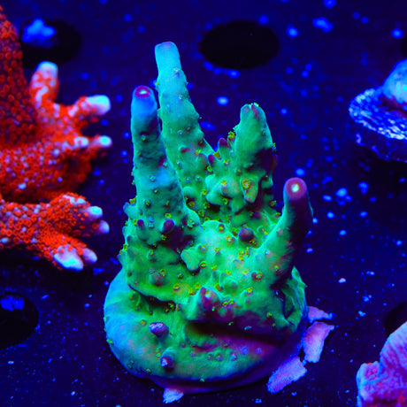 TSA Taj Mahal Acropora XL Frag Coral