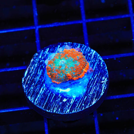 TSA Tangerine Calypso Rhodactis Mushroom Coral