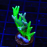 TSA Teal and Jade Dragon Birdsnest Coral