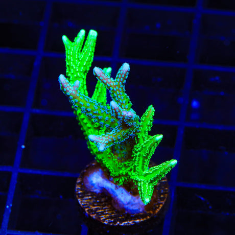 TSA Teal and Jade Dragon Birdsnest Coral
