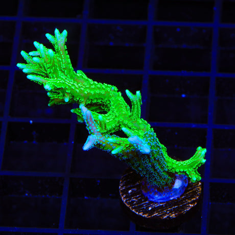 TSA Teal and Jade Dragon Birdsnest Coral