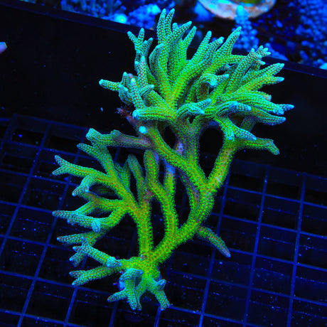 TSA Teal Birdsnest Colony Coral