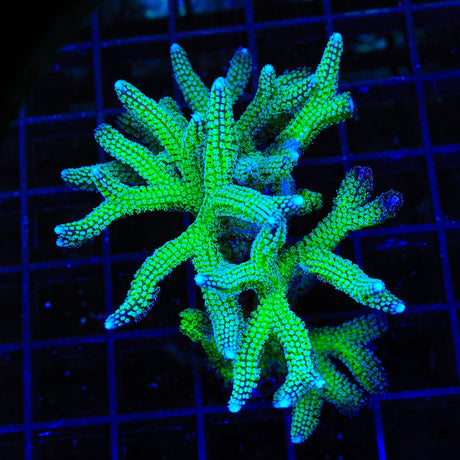 TSA Teal Birdsnest Colony Coral