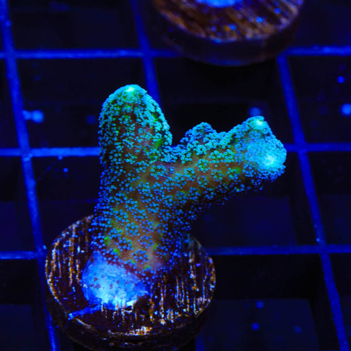 TSA Teal Birdsnest Coral