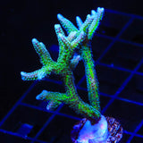 TSA Teal Birdsnest Coral