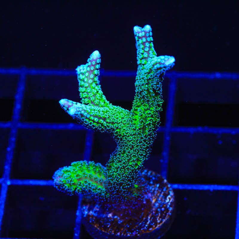 TSA Teal Birdsnest Coral