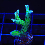 TSA Teal Birdsnest Coral