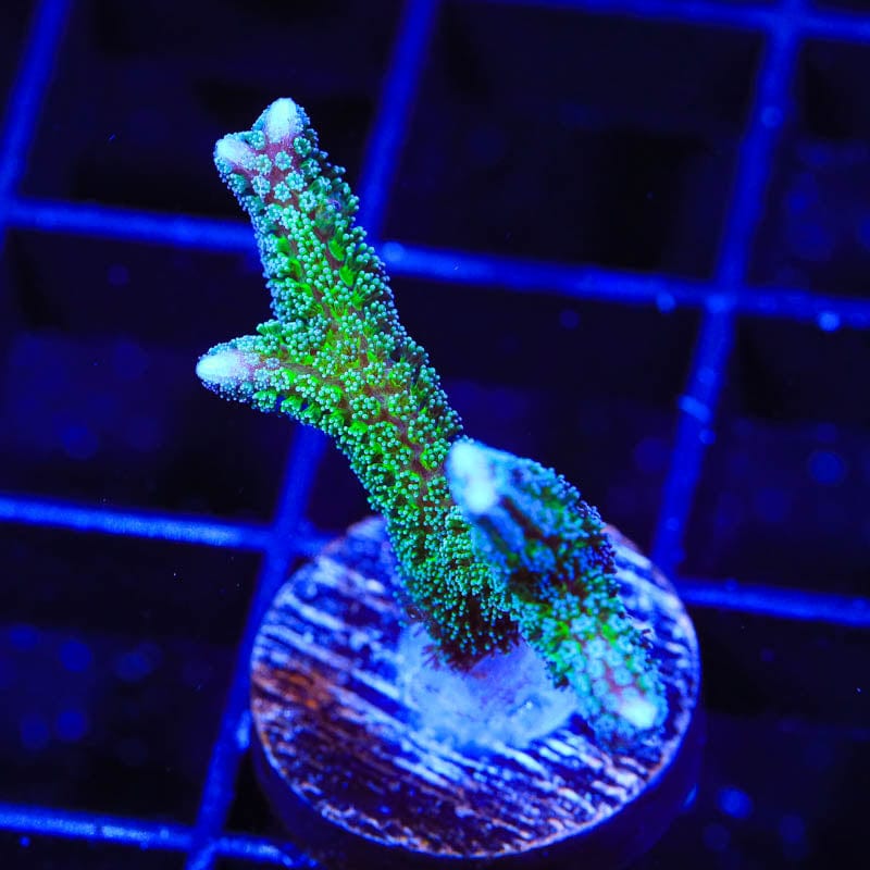 TSA Teal Birdsnest Coral