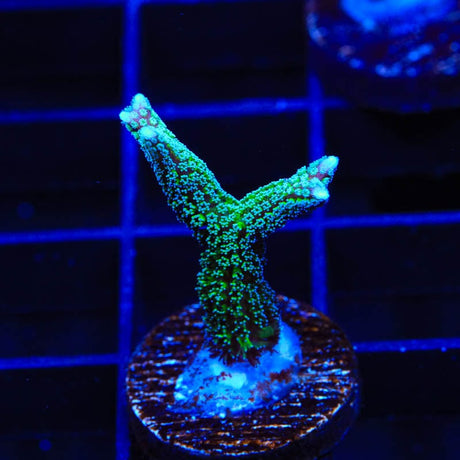 TSA Teal Birdsnest Coral