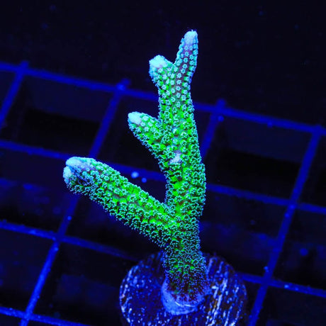 TSA Teal Birdsnest Coral