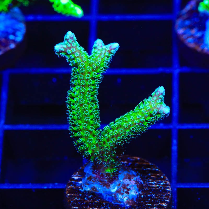 TSA Teal Birdsnest Coral