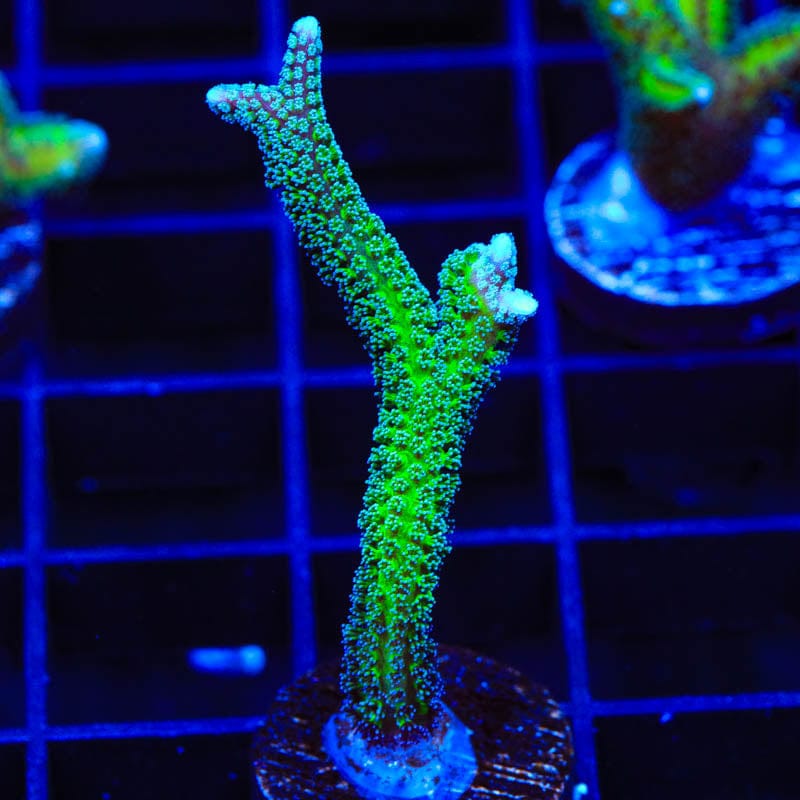 TSA Teal Birdsnest Coral