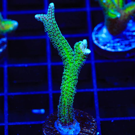 TSA Teal Birdsnest Coral