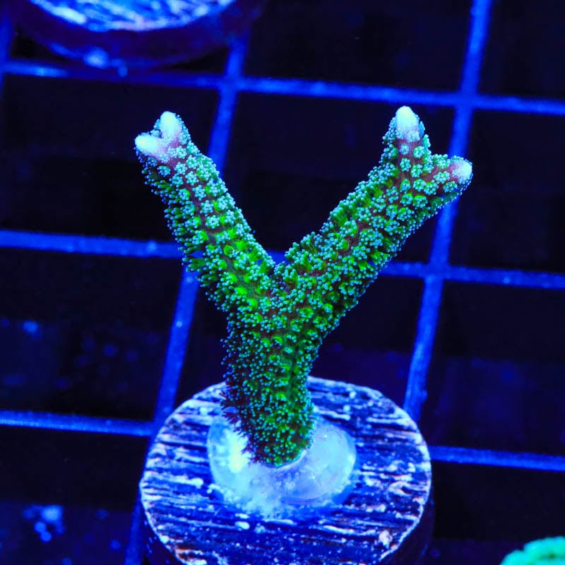 TSA Teal Birdsnest Coral