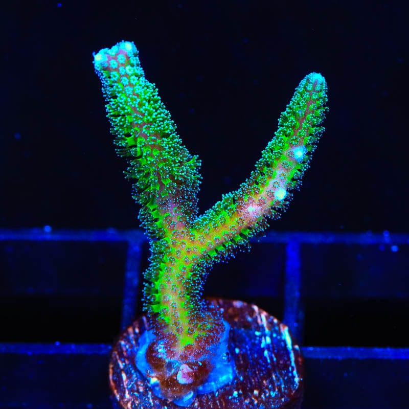 TSA Teal Birdsnest Coral
