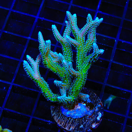 TSA Teal Birdsnest XL Frag Coral