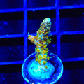 TSA Teen Spirit Acropora Coral