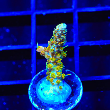 TSA Teen Spirit Acropora Coral