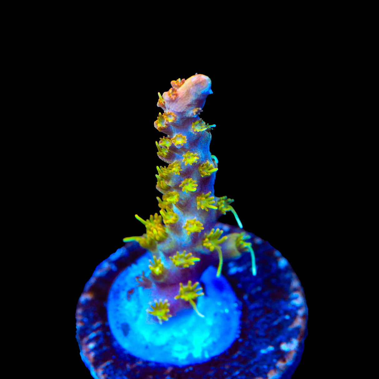 TSA Teen Spirit Acropora Coral