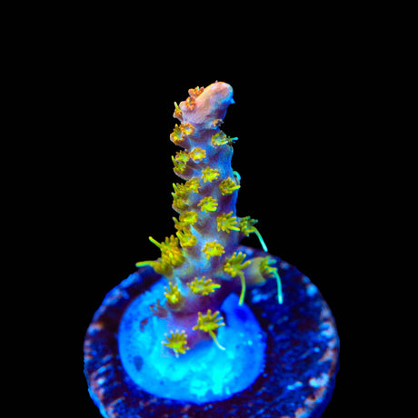 TSA Teen Spirit Acropora Coral