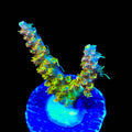 TSA Teen Spirit Acropora Coral