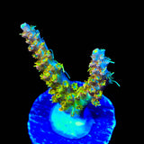 TSA Teen Spirit Acropora Coral