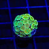 TSA Temple Alveopora Coral