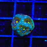 TSA Temple of Doom Acanthastrea Coral