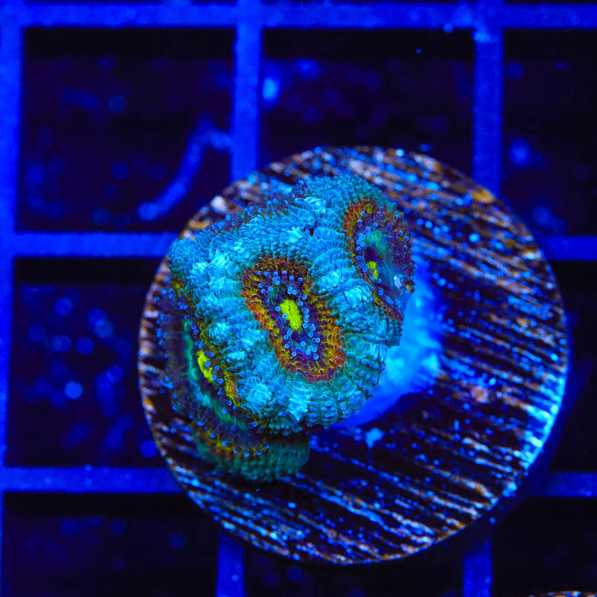 TSA Temple of Doom Micromussa Coral