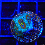 TSA Temple of Doom Micromussa Coral